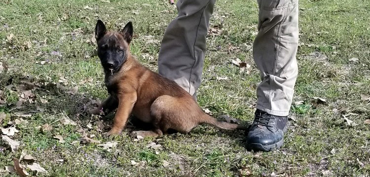Belgian Malinois Dallas and Mississippi